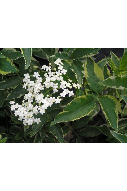 Sambucus nigra Marginata